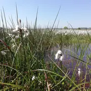 Découverte d’une tourbière au printemps