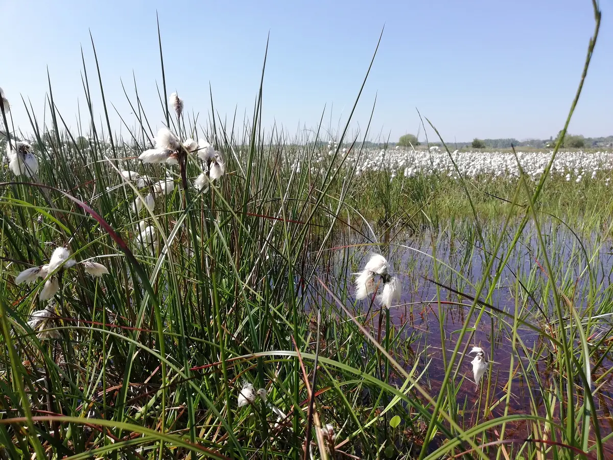 Découverte d’une tourbière au printemps