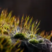 Découverte de Dame Nature par nos 5 sens