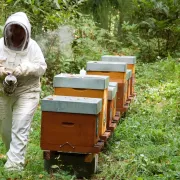 Découverte de l\'apiculture