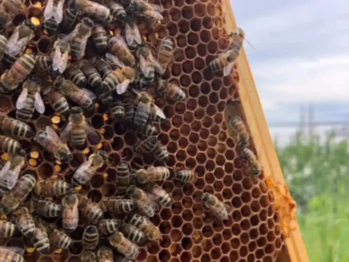 Découverte de l'apiculture à Blaye (33)