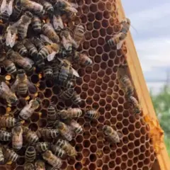 Découverte de l'apiculture à Blaye (33)