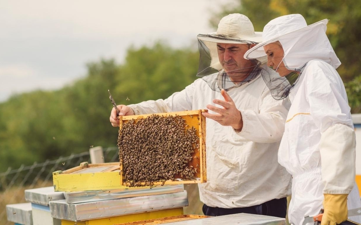 Découverte de l'apiculture avec EcoNature & Diane