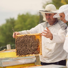 Découverte de l'apiculture et des abeilles sur le Mont-Valérien