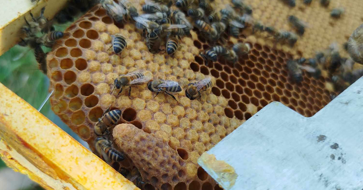 Découverte de l'apiculture et du miel des Landes de Gascogne