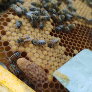 Découverte de l'apiculture et du miel des Landes de Gascogne