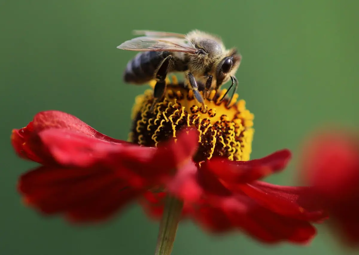 Découverte de l'apiculture lors du Marché aux plantes