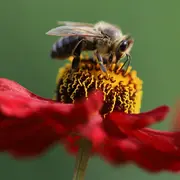 Découverte de l'apiculture lors du Marché aux plantes