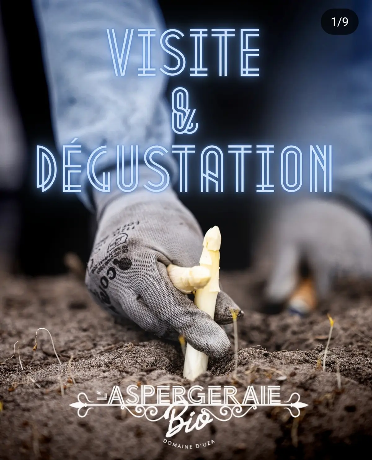 Découverte de l'aspergeraie