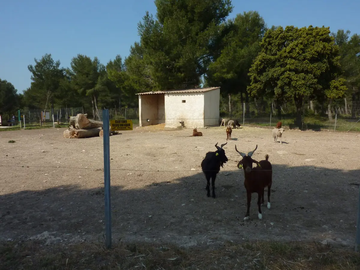 Découverte de l'éco-pâturage