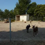 Découverte de l'éco-pâturage