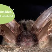 Découverte de l’étang de Langouarde et observation nocturne des chauves-souris