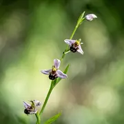 Découverte de la faune et de la flore