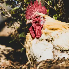 Découverte de la ferme pédagogique Le Collet des Comtes