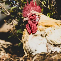 Découverte de la ferme pédagogique Le Collet des Comtes