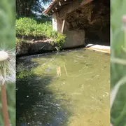 Découverte de la flore dans tous ses états - Bagas