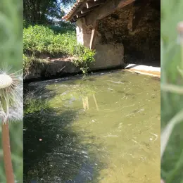 Découverte de la flore dans tous ses états - Bagas