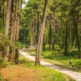 Découverte de la forêt du Pignada