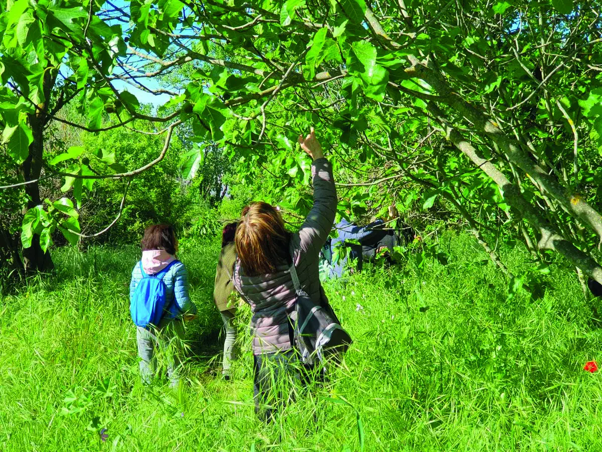 Découverte de la gemmothérapie avec une naturopathe