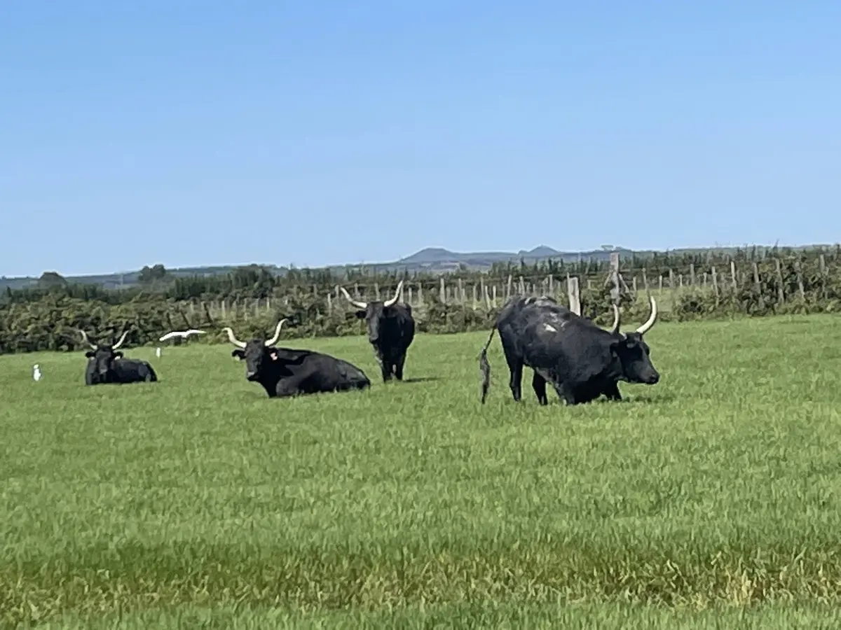 Découverte de la manade du juge