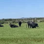 Découverte de la manade du juge