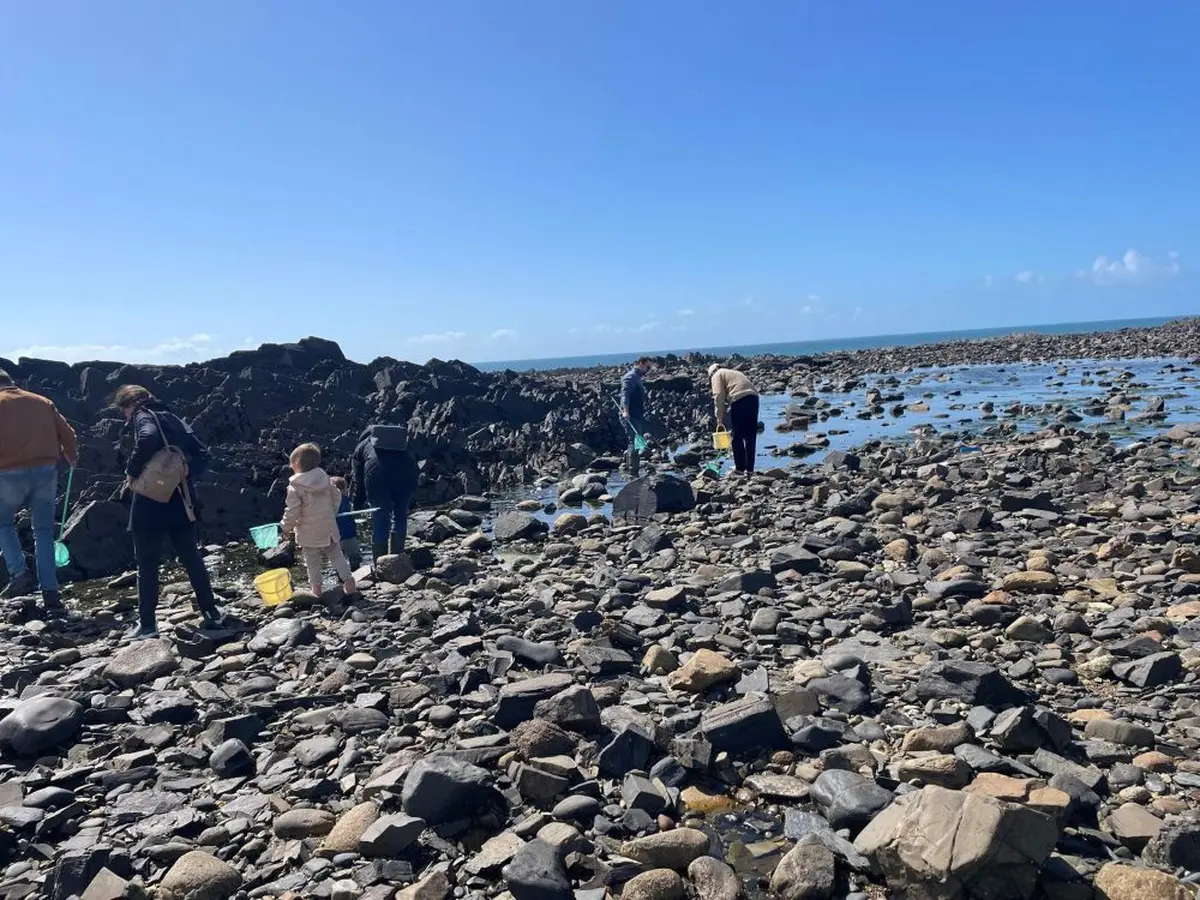 Découverte de la pêche à pied
