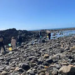 Découverte de la pêche à pied