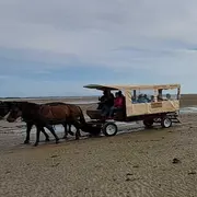 Découverte de la Pêcherie Maillard en calèche