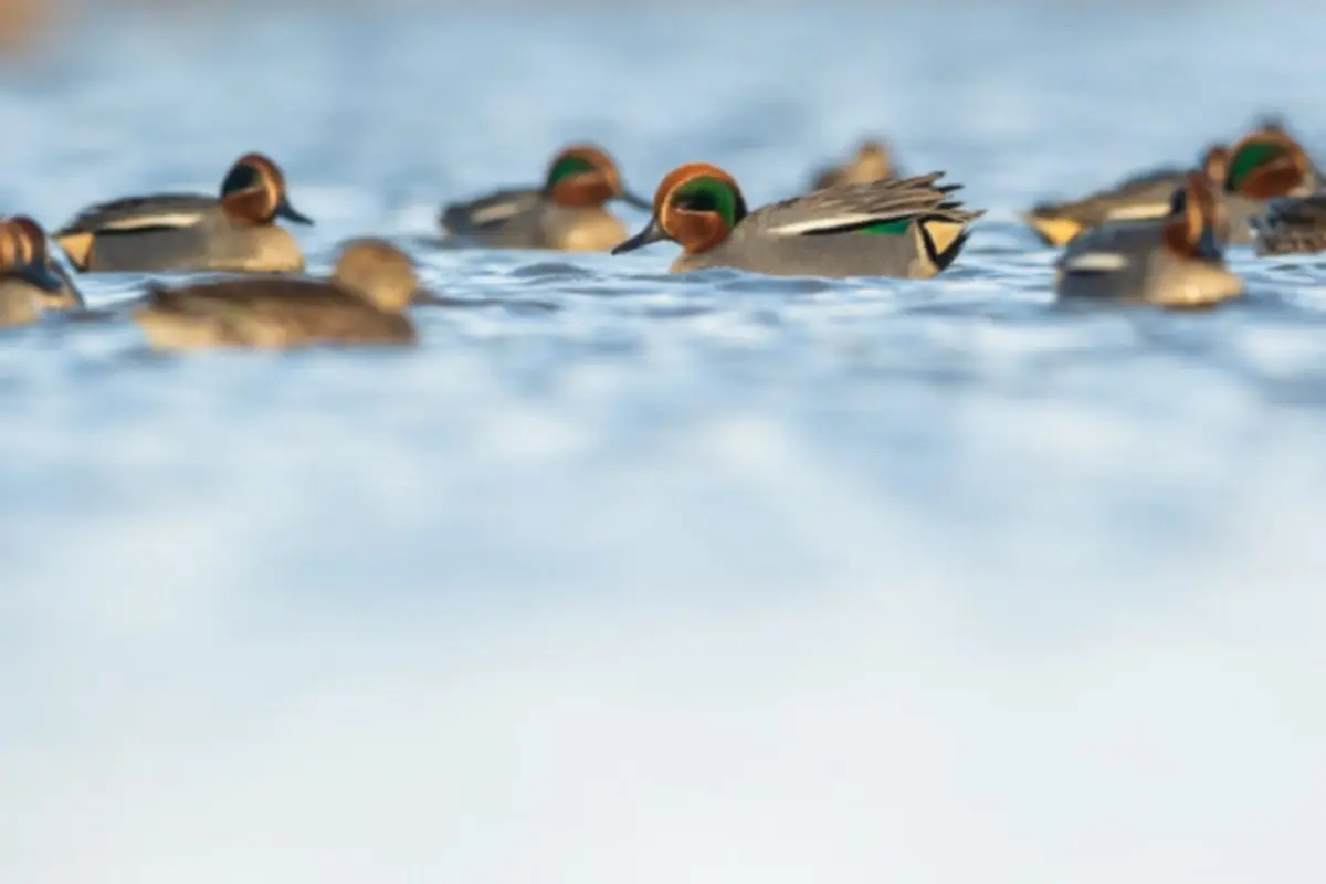 Découverte de la Réserve avec un guide naturaliste aux Marais du Vigueirat