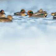 Découverte de la Réserve avec un guide naturaliste aux Marais du Vigueirat