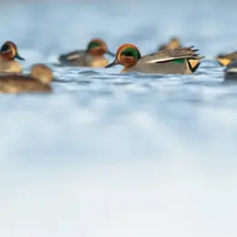Découverte de la Réserve avec un guide naturaliste aux Marais du Vigueirat