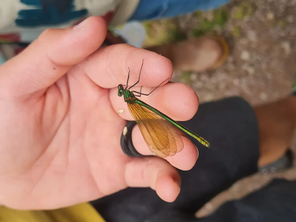 Découverte de la richesse faunistique du marais de la vallée de l’Aure.