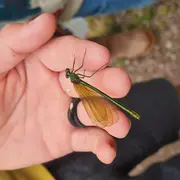 Découverte de la richesse faunistique du marais de la vallée de l’Aure.