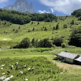 Découverte de la traite des chèvres