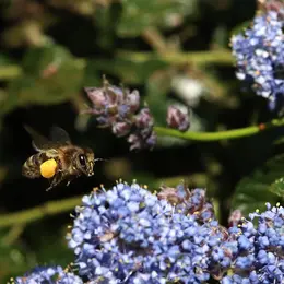 Découverte des abeilles