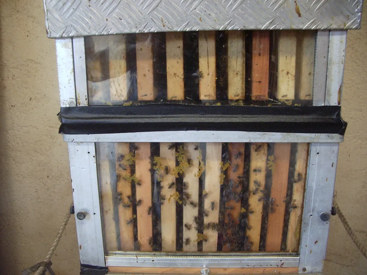 Découverte des abeilles de la ferme pédagogique