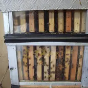 Découverte des abeilles de la ferme pédagogique