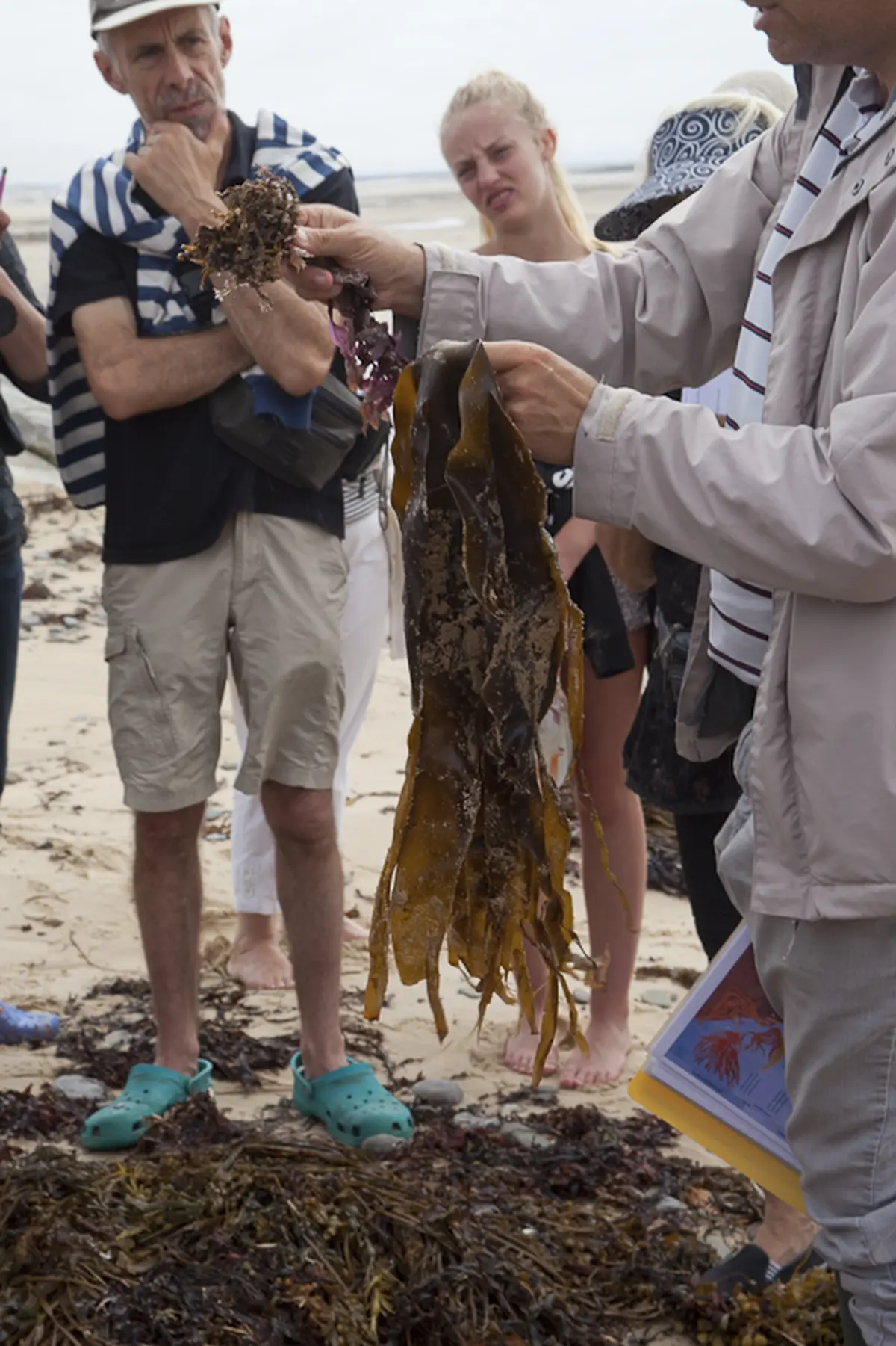 Découverte des algues de la laisse de mer