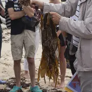 Découverte des algues de la laisse de mer
