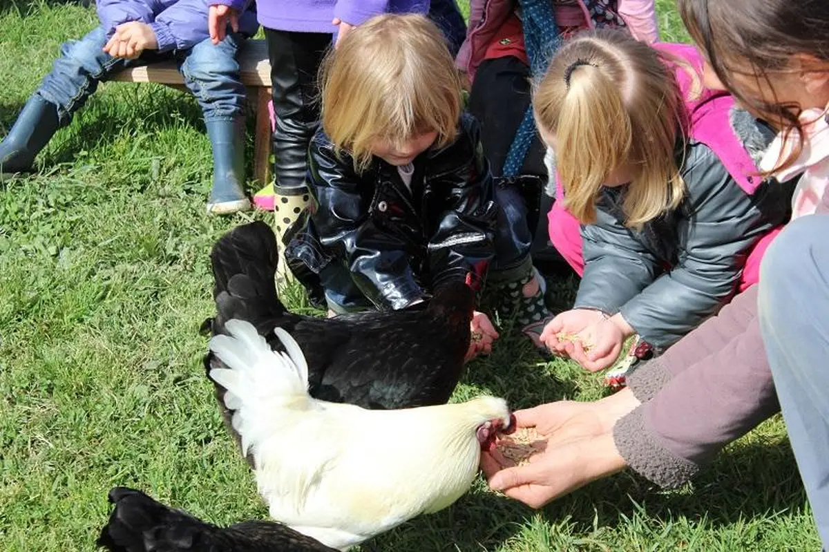 Découverte des animaux de la ferme (Atelier enfant - Mes premières bottes)