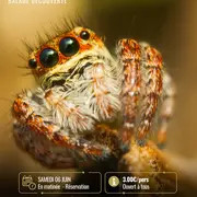 Découverte des araignées avec la Maison de la Loire