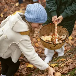 Découverte des champignons d'Automne !