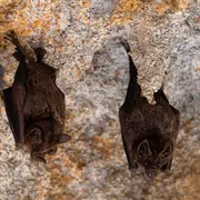 Découverte des chauves-souris