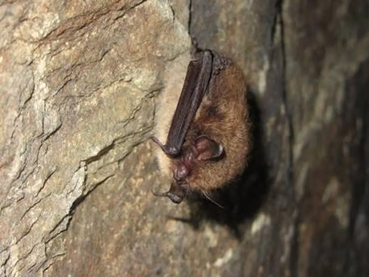 Découverte des chauves-souris