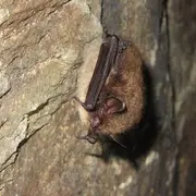 Découverte des chauves-souris