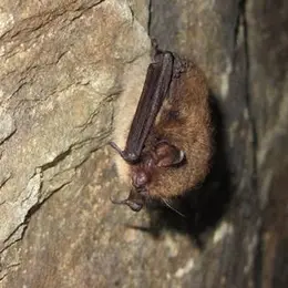 Découverte des chauves-souris