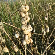Découverte des dunes