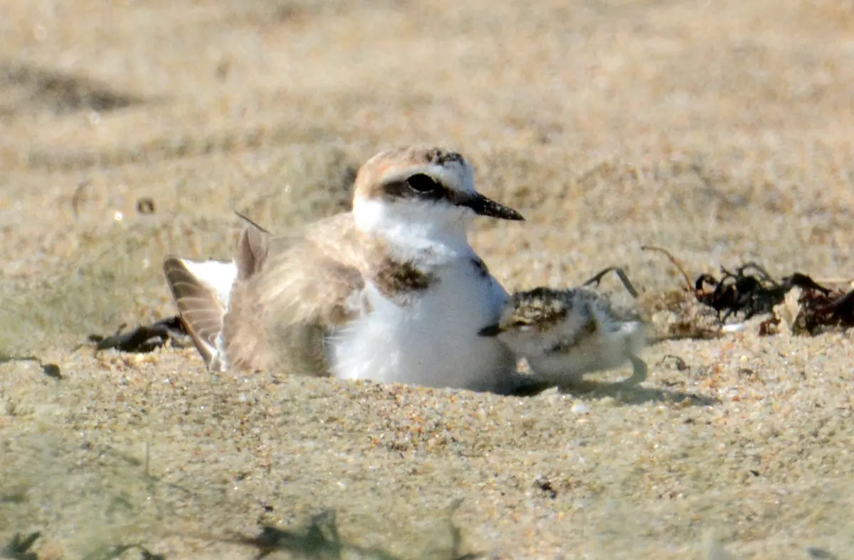 Découverte des habitants insoupçonnés