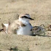 Découverte des habitants insoupçonnés
