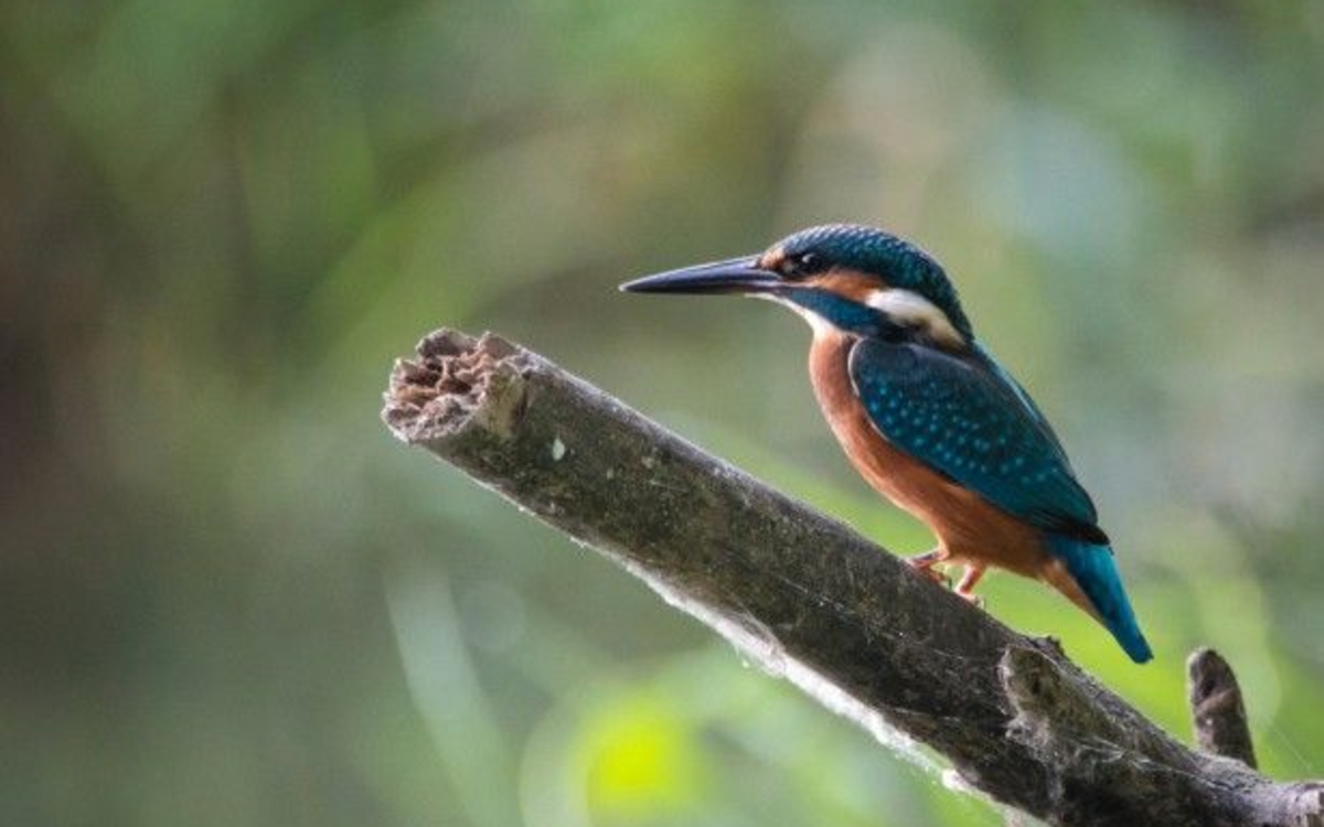 Martin pécheur  - Lac de Créteil